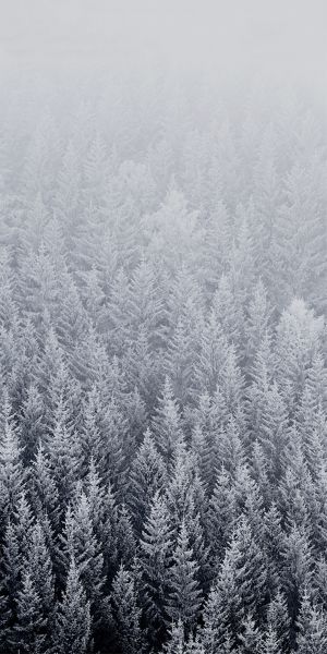 Wallpaper